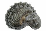 Wide, Bumpy Enrolled Morocops Trilobite - Morocco #383418-1